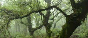 Le immagini del bosco di Sasseto sul sito di National Geographic