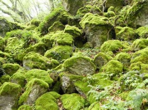 Il bosco del Sasseto