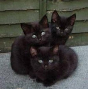 Una cucciolata di gattini neri