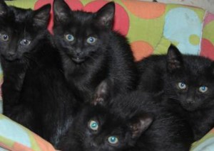 Una cucciolata di gattini neri