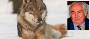 Un lupo e nel riquadro il fondatore del Wwf Fulco Pratesi
