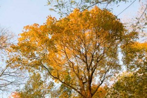 "Colori d'autunno" di Roberto Sinibaldi
