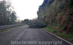 Un albero caduto sulla Tuscanese