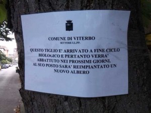 I tigli in via Lorenzo da Viterbo