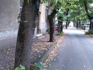 I tigli in via Lorenzo da Viterbo