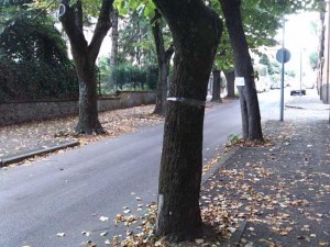 I tigli in via Lorenzo da Viterbo