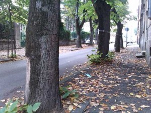 I tigli in via Lorenzo da Viterbo