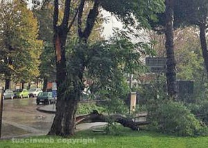 L'albero squarciato alle Fortezze