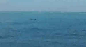 LA balena avvistata tra Ponza e Palmarola