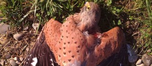 Il falco ucciso a Soriano nel Cimino