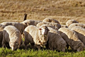 Pecore al pascolo