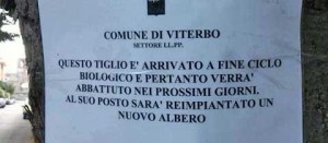 I tigli in via Lorenzo da Viterbo