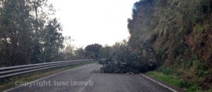 Un albero caduto sulla Tuscanese