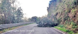 Maltempo - Un albero caduto