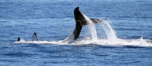 Una balena