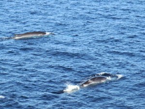 Due balenottere nel Tirreno