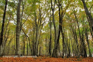 I boschi intorno al lago di Vico