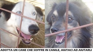 Cani