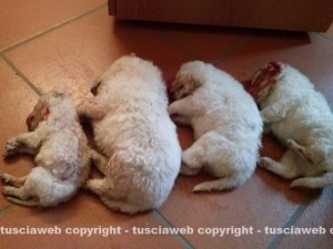 I cuccioli morti