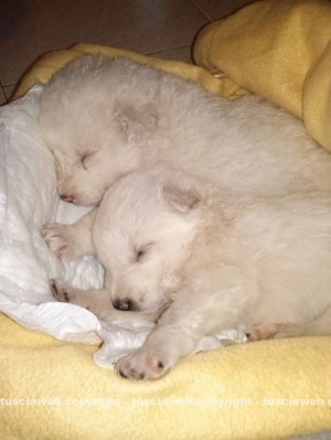 I cuccioli sopravvissuti