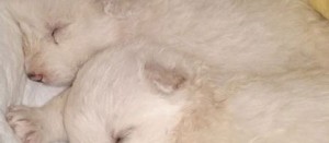 I cuccioli sopravvissuti