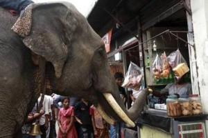 Un elefante