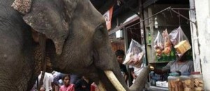 Un elefante