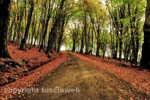 I boschi intorno al lago di Vico