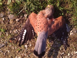 Il falco ucciso
