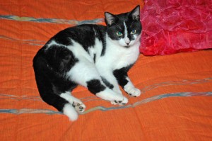 Il gattino George 