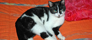 Il gattino George