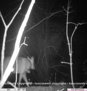 Foto G. Casciani – Carlina ripresa da una fototrappola