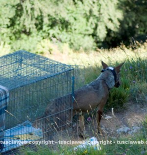 Foto G. Casciani – La re immissione nell’ambiente di Carlina
