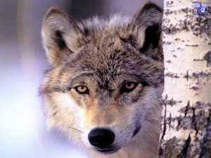 Tutti pazzi per la lupetta Carlina
