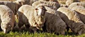 Pecore al pascolo