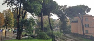 Albero caduto sulla Cassia sud