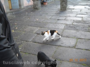 I gatti a Villa Lante