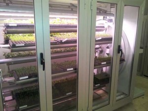 L'incubatore per le piantine forestali