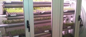 L'incubatore per le piantine forestali