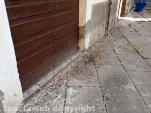 Escrementi sulle strade del centro storico