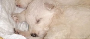 Un cucciolo di pastore maremmano