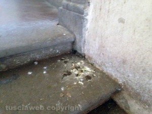 Escrementi di piccione a palazzo dei Priori