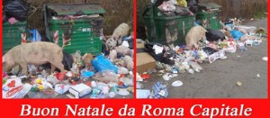 I maiali che rovistano tra i rifiuti