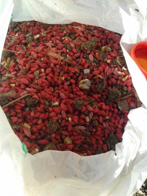 Veleno per topi tra i rifiuti in strada Novepani