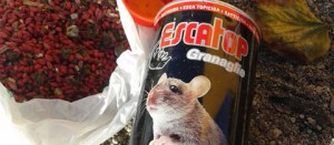 Veleno per topi tra i rifiuti in strada Novepani
