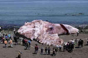 Il calamaro gigante