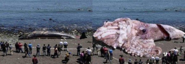 Il calamaro gigante