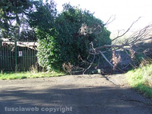 Albero sradicato dal vento
