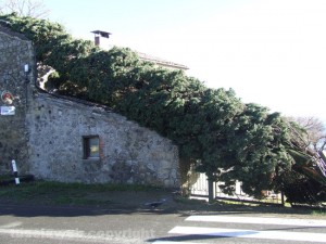 Il cipresso crollato sul ristorante