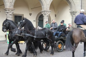 Viterbo - Sant'Antonio abate - Cavalli e butteri in piazza
